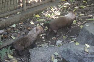 ヤブイヌ通信  パパマルとスマイラー