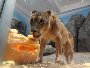 ハッピーハロウィン！～カボチャ担当に密着編～