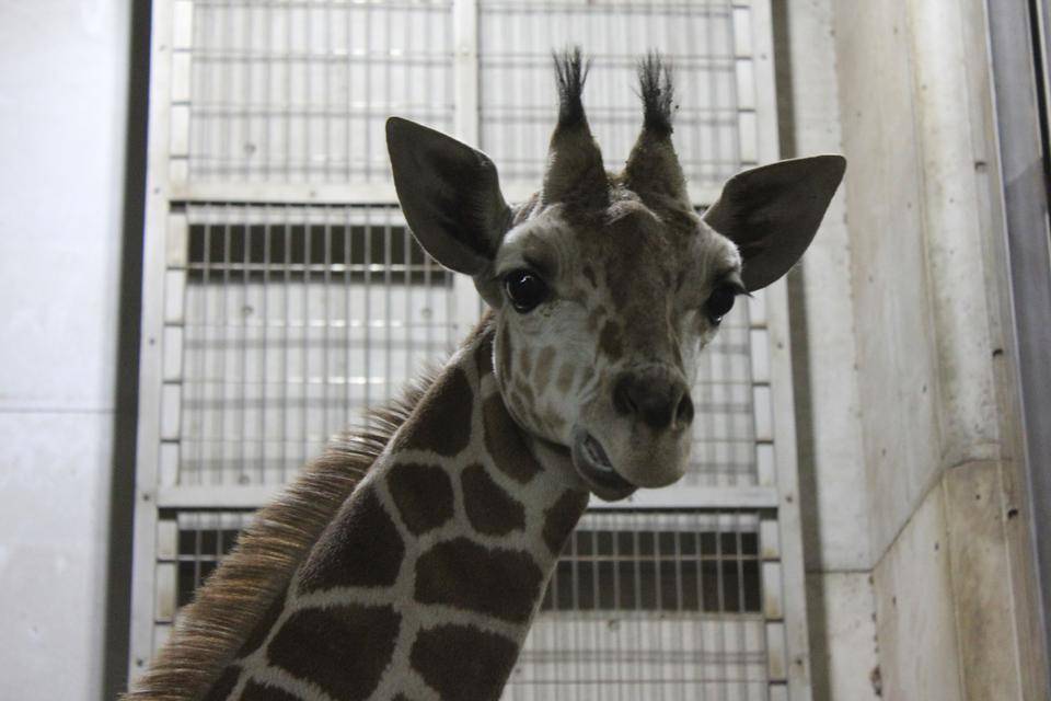 すっきり?の写真