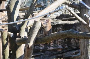 ‼ ニホンザル展示場 リニューアルしました ‼
