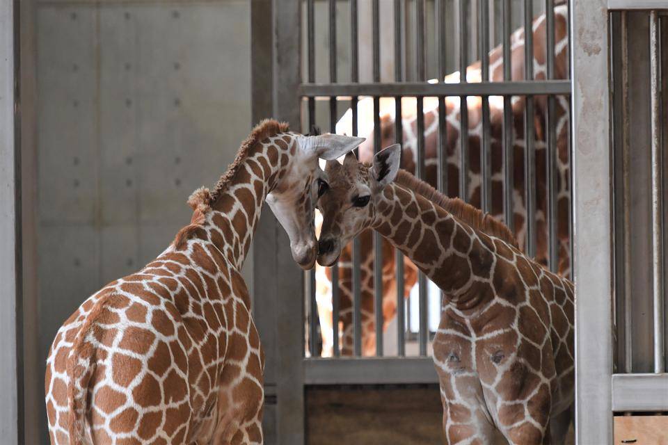 すくすく成長中!ズーラシア生まれの動物紹介の写真
