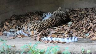 落ち葉でごろごろ