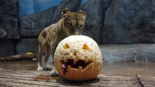 ハッピーハロウィン！ ～ライオン編～