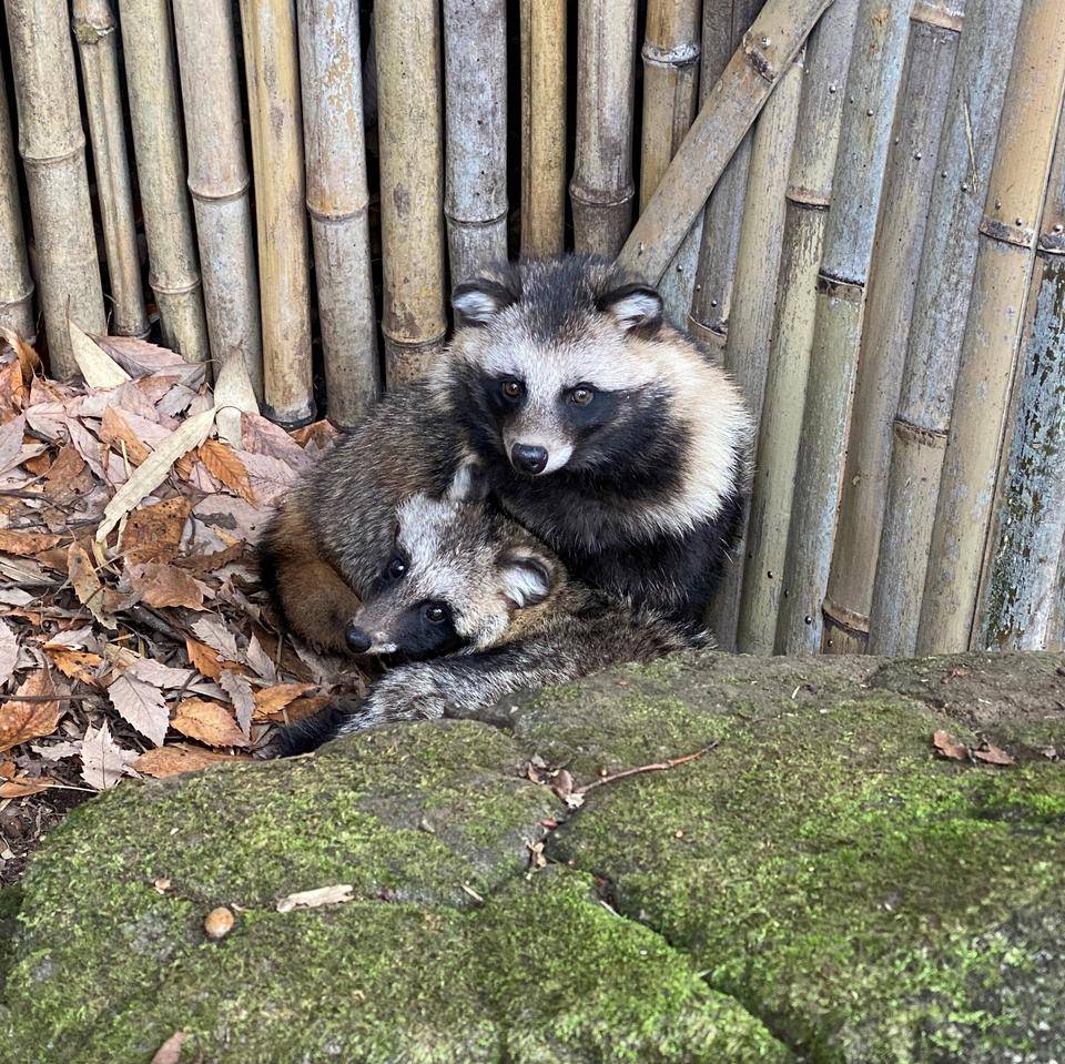 なんで小屋使ってくれないのおおおお?の写真