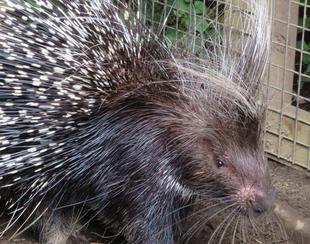 ヤマアラシ、完成！