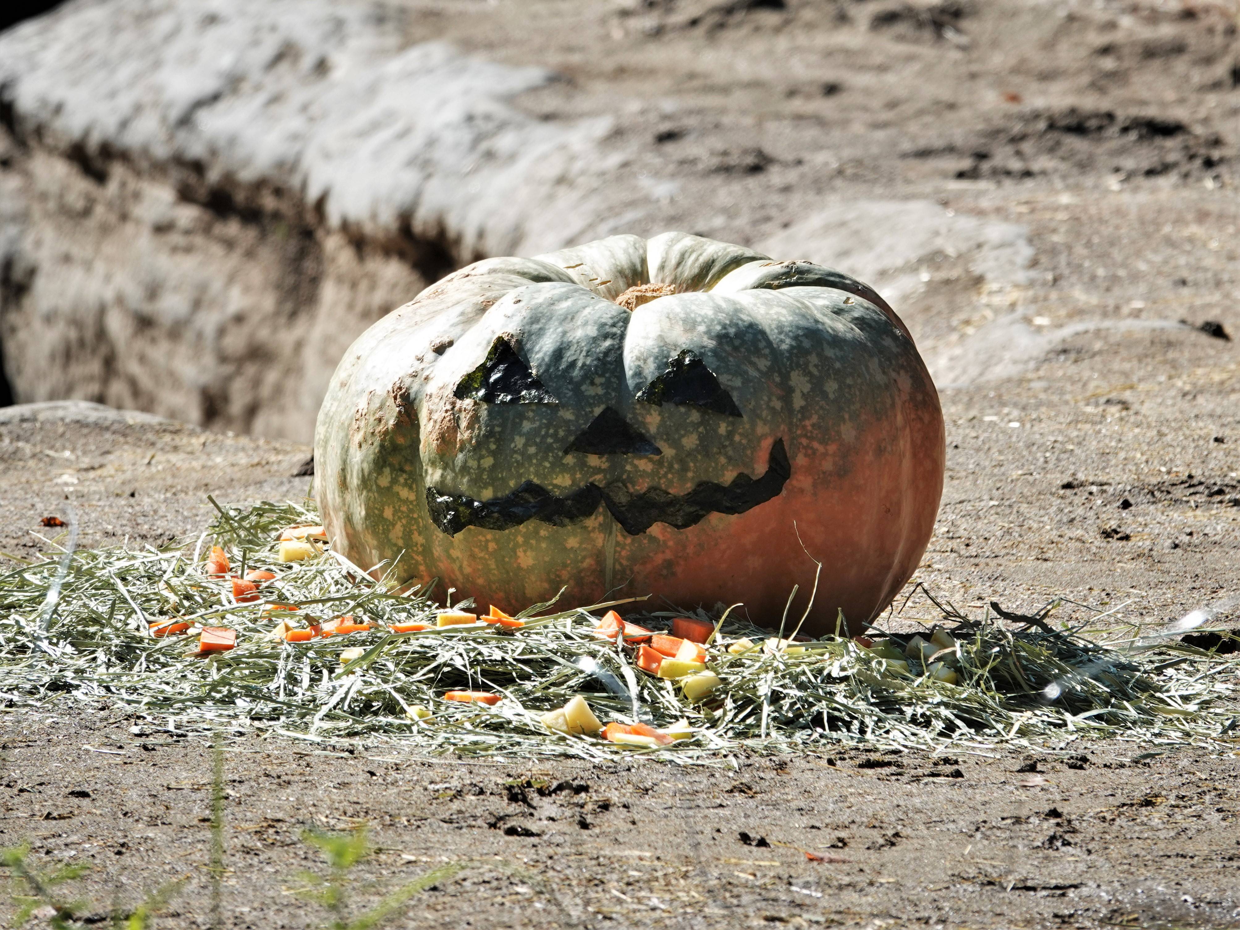 インドゾウたちのハロウィン①の写真