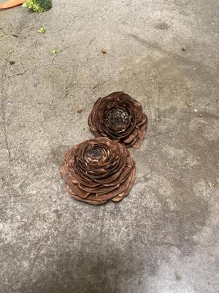 テングザルにあるものをあげてみた☆*+。