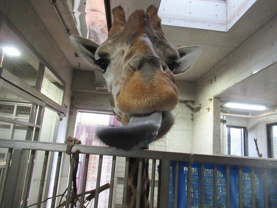 ハクナお誕生日おめでとう!の写真