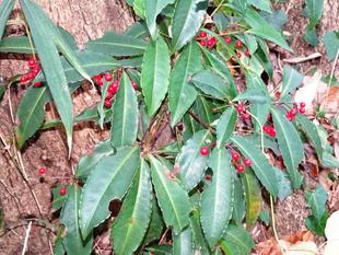 ～　縁起のよい植物　～