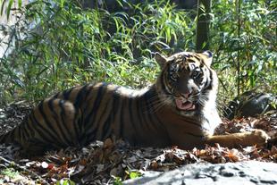 落ち葉を敷き始めました(*^^)v