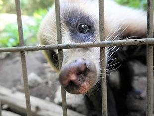 「アナグマの魅力を語りたい」っていうお話