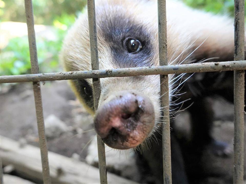 「アナグマの魅力を語りたい」っていうお話の写真