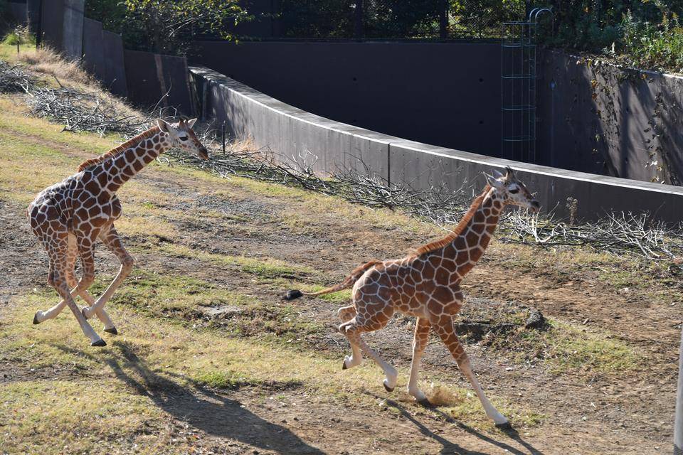 子キリン走る!の写真