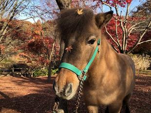 大きい秋みつけた