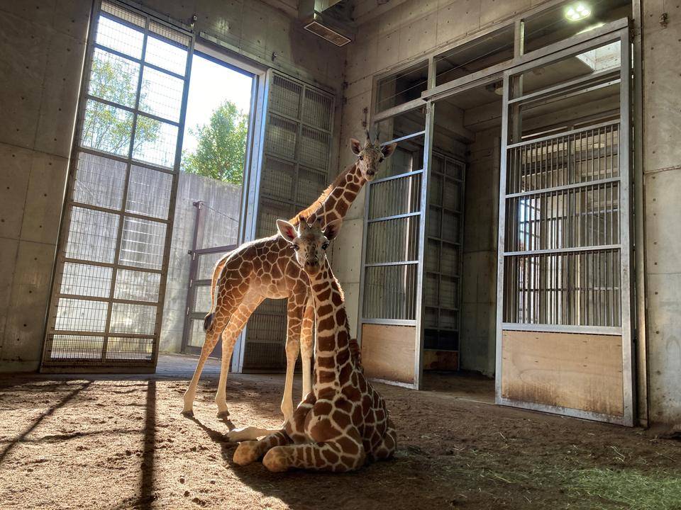 エレンとカナトのその後の写真