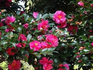 ～　サザンカ　～