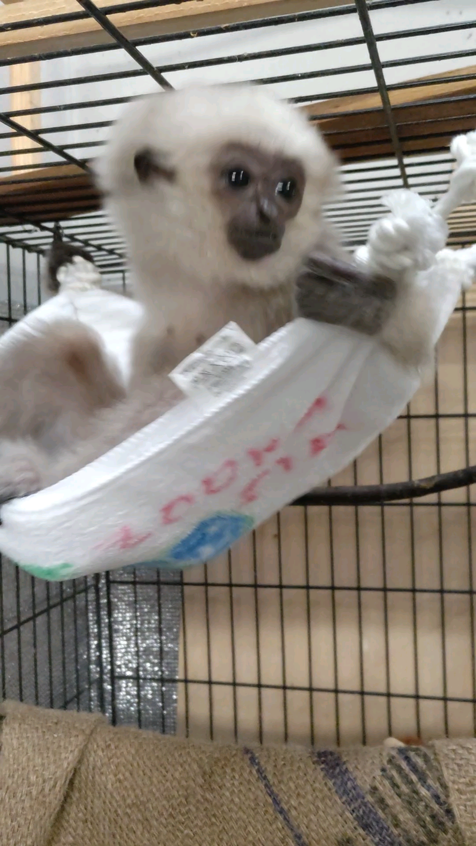 どうぶつ教室 テナガザルのハンモックづくり①の写真