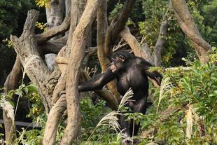 群れの仲間と展示場デビュー！