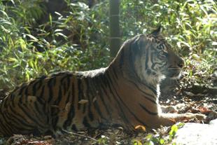 落ち葉は人気スポット!?