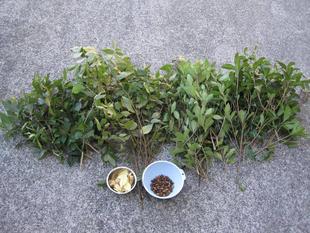 チンパンジーたちのご馳走