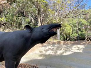 愛すべき、マレーバク。