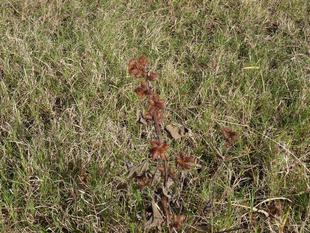 ～　ひっつきむし　～