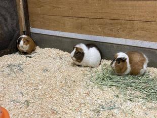 ディスタンス・モル