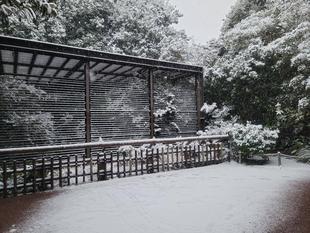 雪の日のウンピョウ