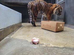 今月は最後もガンターで!