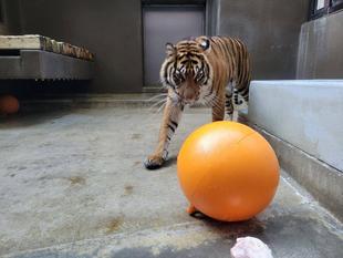 ムジュのフロートを交換しました('◇')ゞ