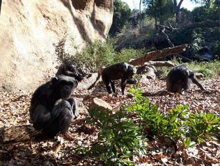 冬のチンパンジー