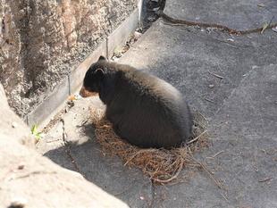 「メガネグマ、丸すぎる」っていうお話