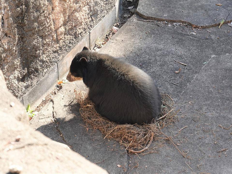 「メガネグマ、丸すぎる」っていうお話の写真