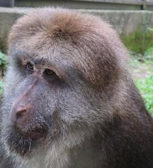 チベットモンキーのイルミ