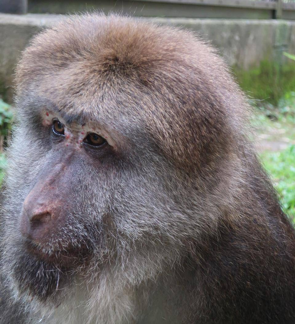 チベットモンキーのイルミの写真