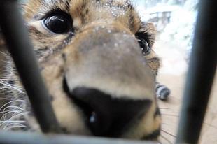 雪にトラ・・・イ？？