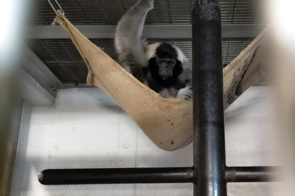 どうぶつ教室 テナガザルのハンモックづくり②の写真