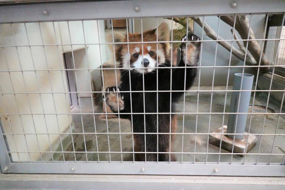 キクとまめたろう①の写真