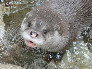 ありがとう、ジュウベエ。