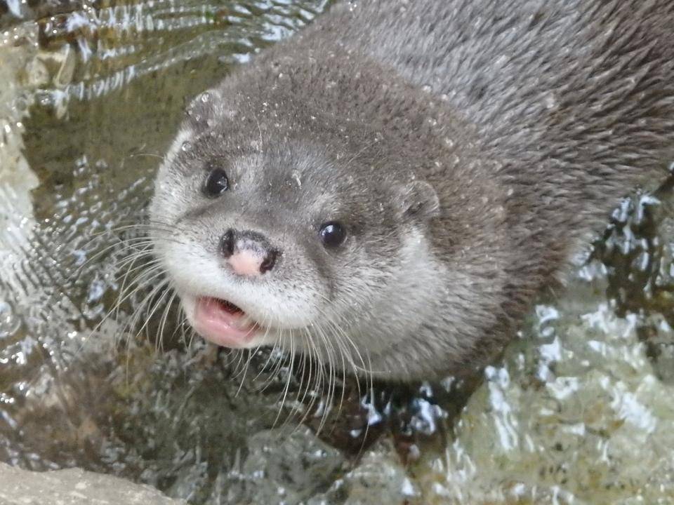 ありがとう、ジュウベエ。の写真