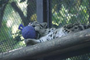 ブーにもジョリーボールを与えてみました！その③