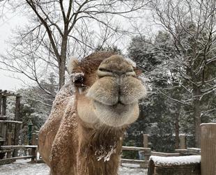 ヒトコブラクダと雪