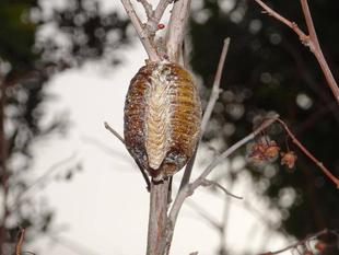 ～　越冬たまご　～　