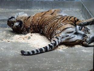 サブ運動場のウッドチップ