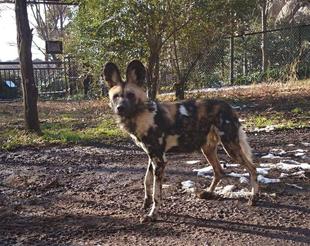 リカオンの個体を紹介します③