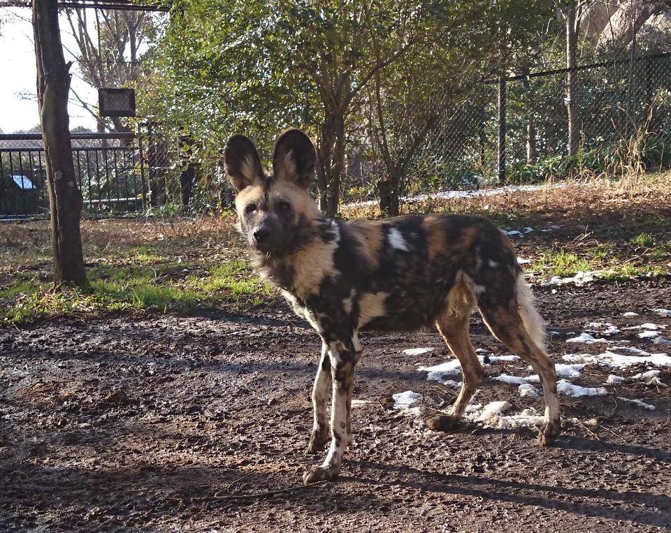 リカオンの個体を紹介します③の写真