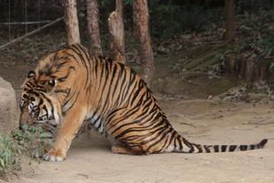 今年初お目見えのガンター①