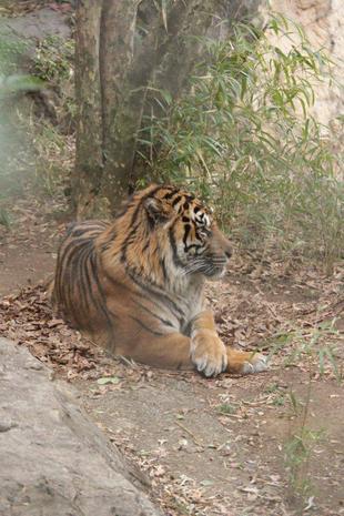 今年初お目見えのガンター②