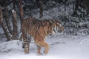 今年初お目見えのガンター③