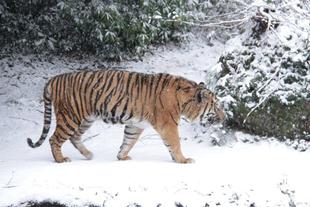 今年初お目見えのガンター④